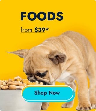 Ella - HTML Template